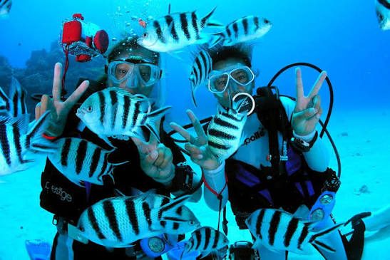 Divers in a school of fish