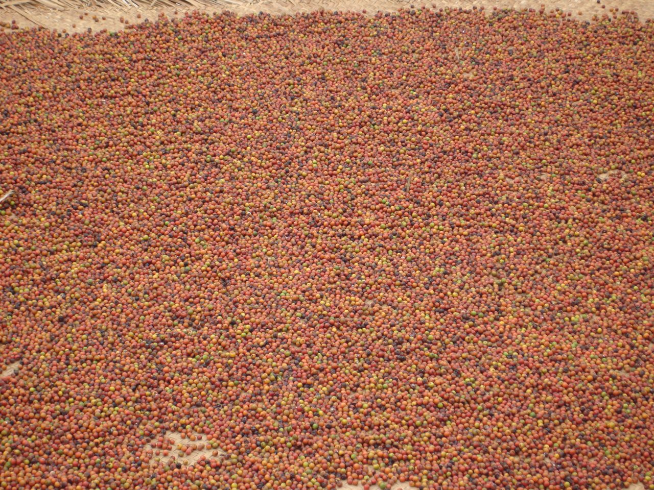 Red pepper drying in the sun, Phu Quoc