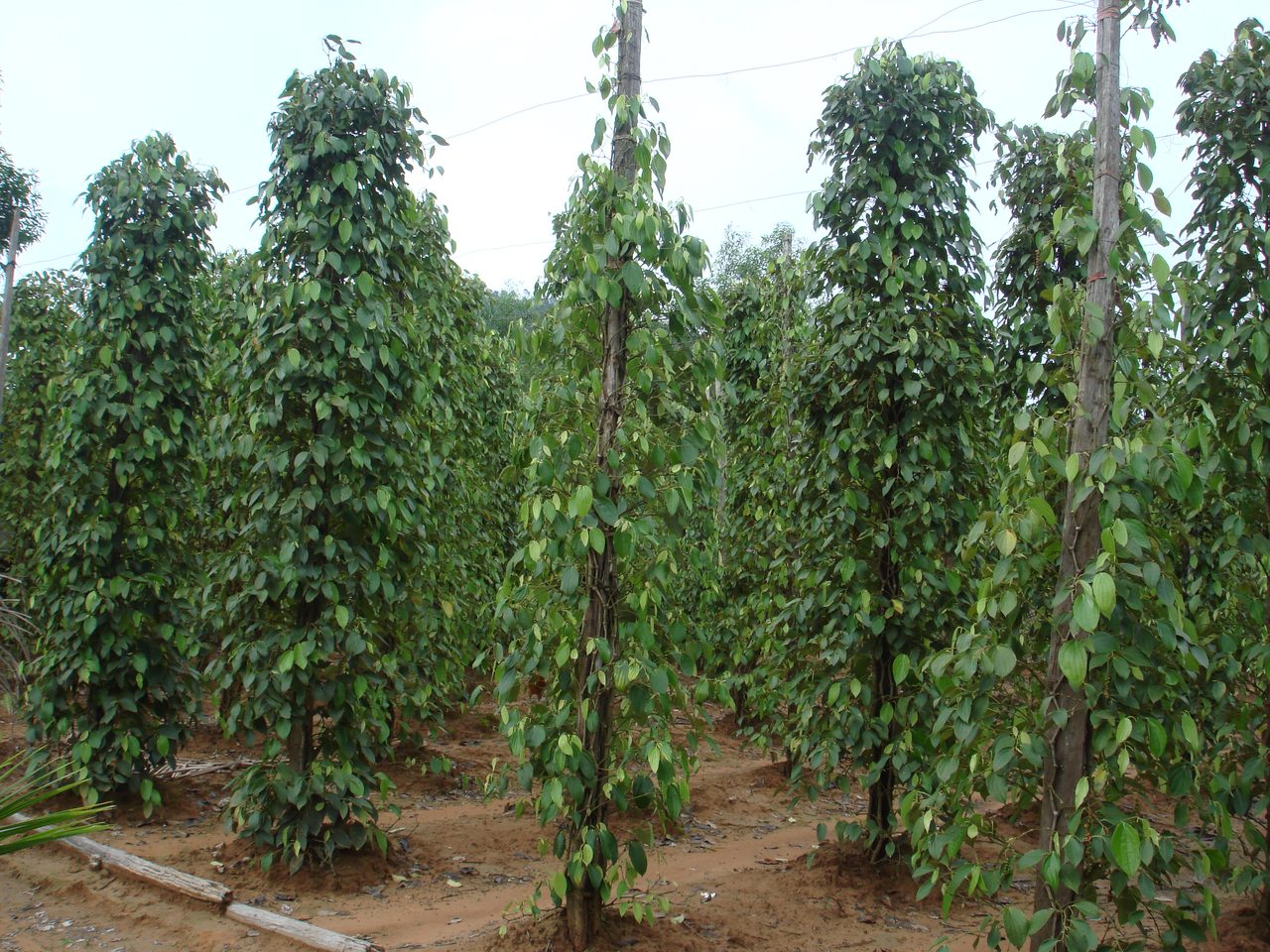Chirmashib o‘suvchi qalampir, Phu Quocdagi qalampir plantatsiyasi